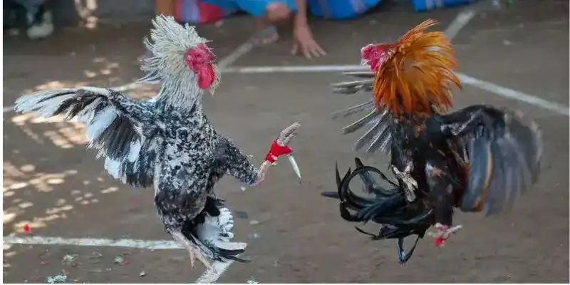 Giới thiệu về đá gà cựa dao